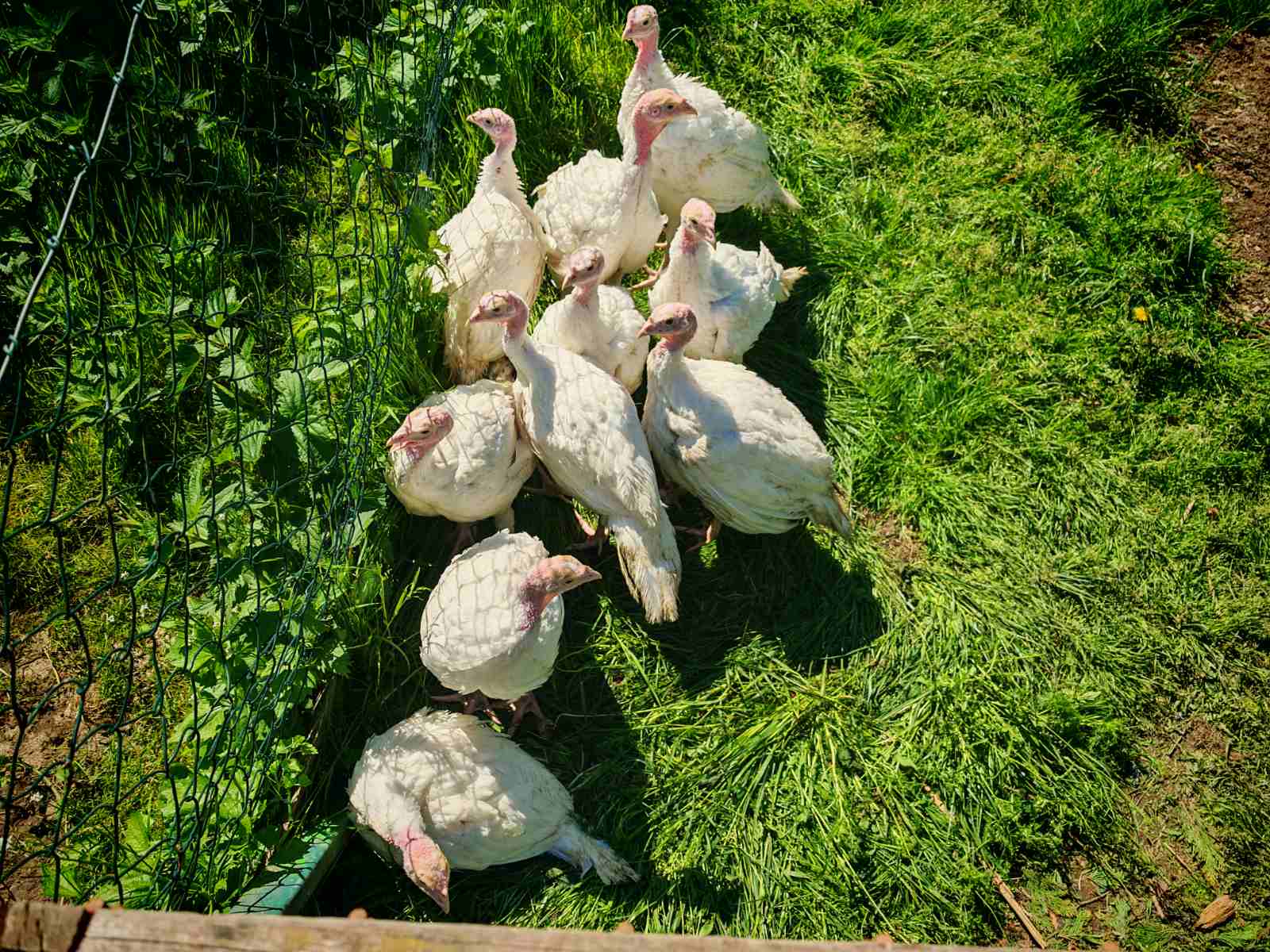 Navsteva-na-male-farmicce-kameniczkych-5 Navsteva-na-male-farmicce-kameniczkych-5